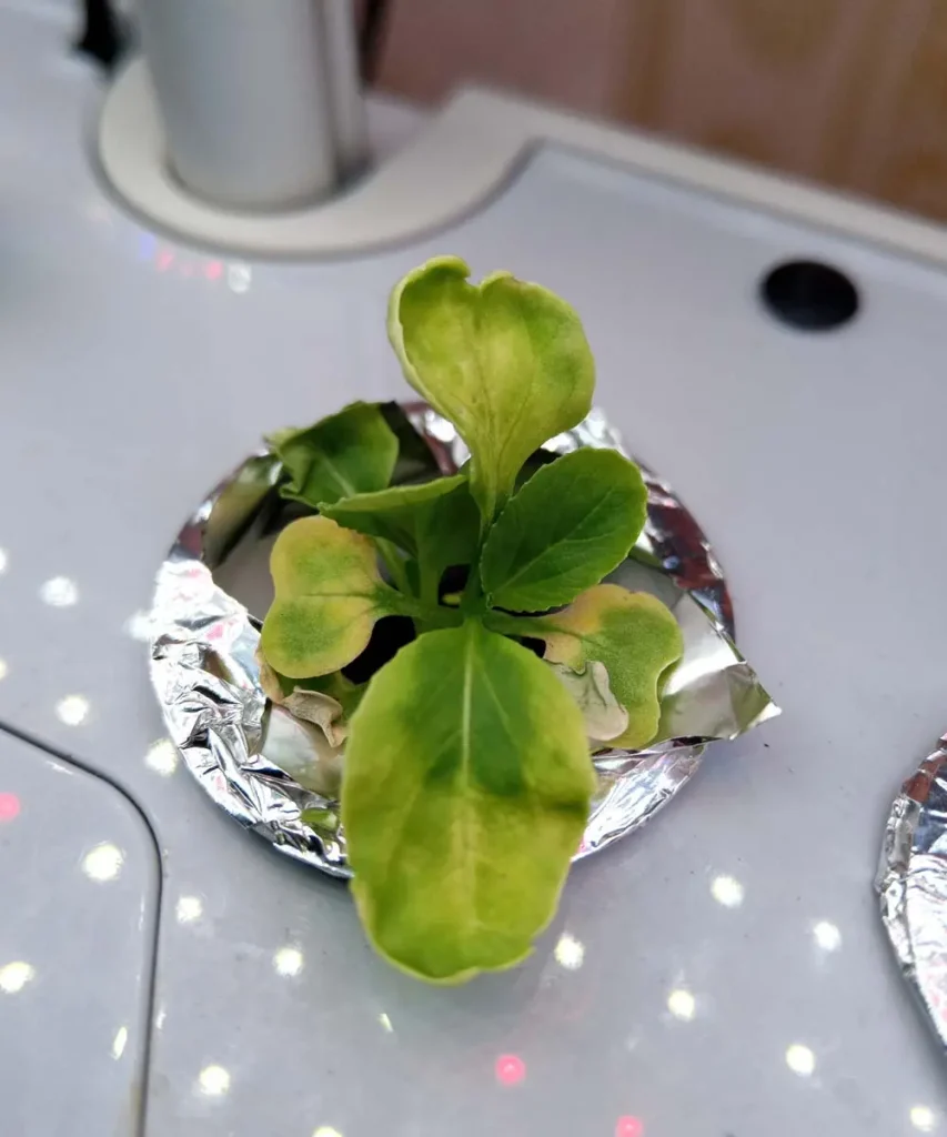 Young hydroponic lettuce seedling showing chlorosis, with yellowing older leaves caused by nutrient lockout from a high pH level in the nutrient solution.
